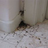 anti fourmis rabat