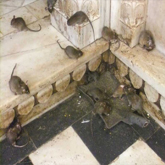 anti rats rabat maroc