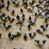 traitement pigeon rabat
