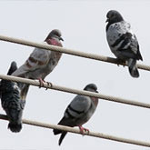 anti pigeon rabat