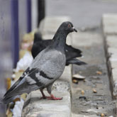 dépigeonnage rabat