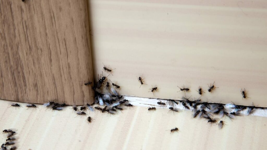 Anti Fourmis à Rabat