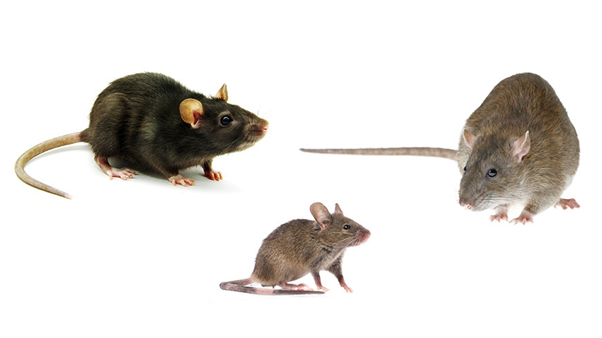 Anti souris à Rabat