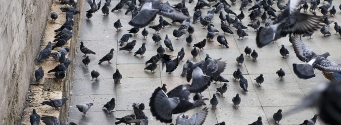 Dépigeonnisation à Rabat