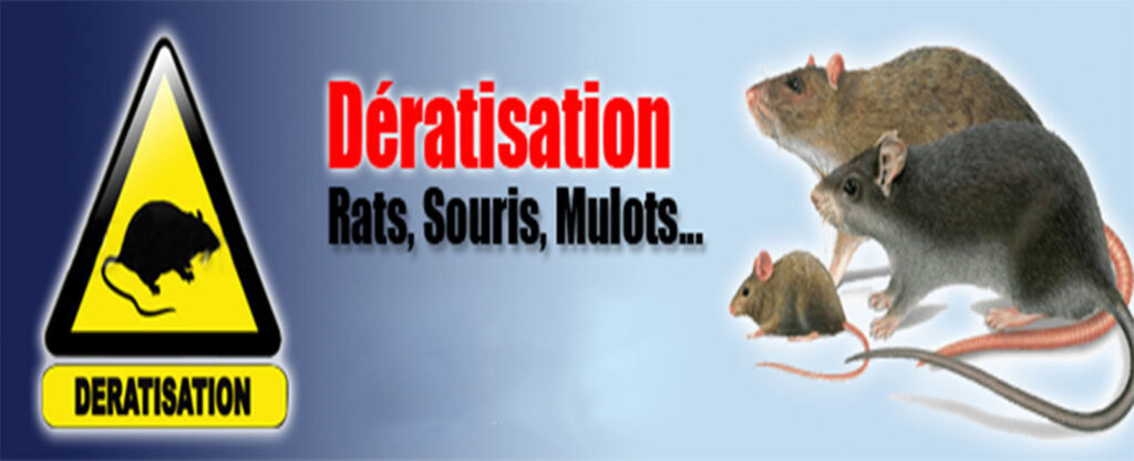 Dératisation Rabat