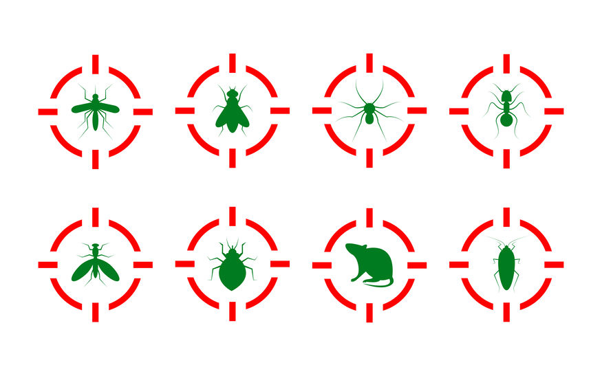 Lutte contre les nuisibles à Rabat Protégez votre environnement