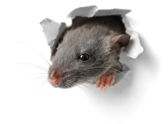 Société de dératisation à Oulmès