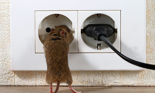 Société de dératisation à Sidi Taibi