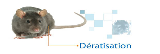 Dératisation à Rabat Maroc