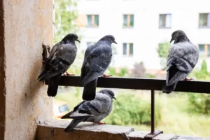 Comment éloigner les pigeons à Rabat?