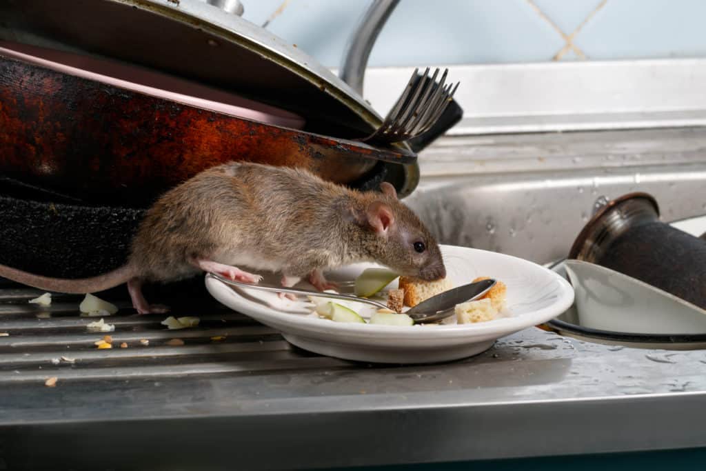 Dératisation Rabat : Comment se débarrasser des rats de manière professionnelle et efficace ?