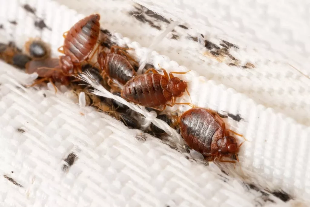 Punaises de lit à Rabat Signes d'infestation - traitements et prix