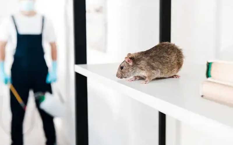 Combien Coûte une Dératisation Professionnelle à Rabat ? Les Facteurs qui Influencent le Prix