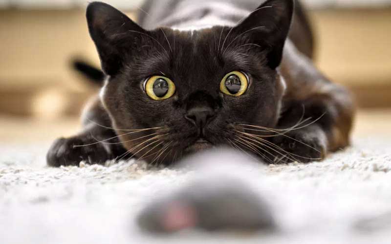 Dératisation à Rabat : Les Méthodes Écologiques et Sans Danger pour les Animaux Domestiques