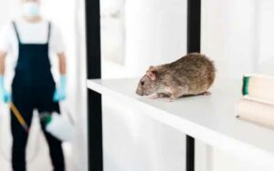 Les 5 Critères Incontournables pour choisir votre Dératiseur Professionnel à Rabat