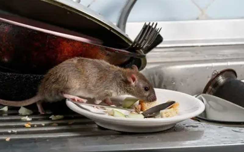 Les Dangers Méconnus des Rats et Souris pour les Familles de Rabat