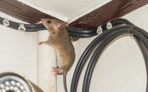 Risques sanitaires liés aux Rongeurs : Faites appel à un Expert en Dératisation à Rabat