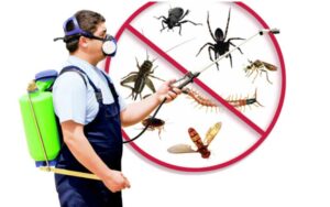 Société d’Hygiène 3D à Rabat : Élimination Garantie des Nuisibles et Assainissement