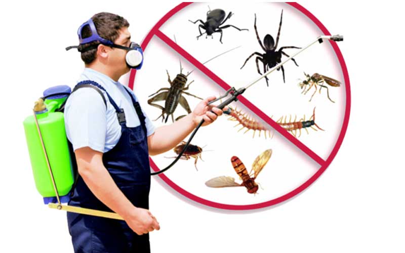 Société d'Hygiène 3D à Rabat Élimination Garantie des Nuisibles et Assainissement