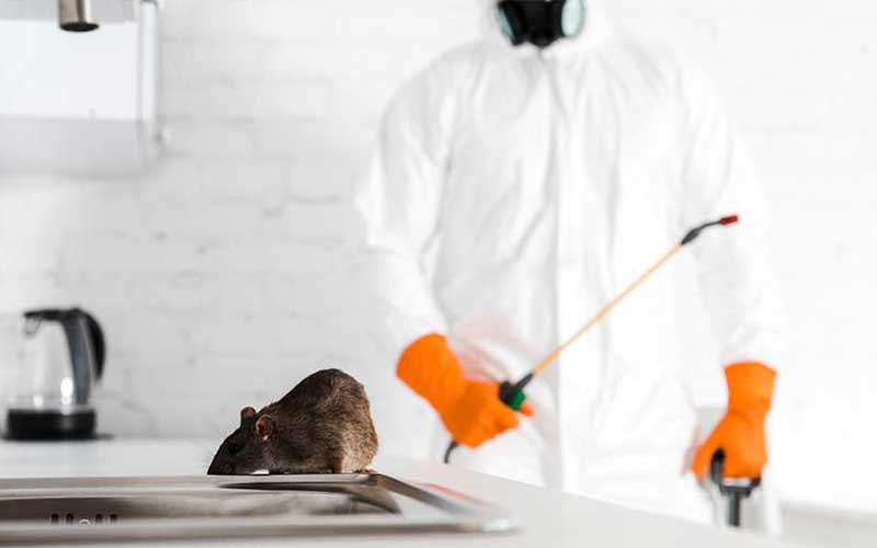 Société de Dératisation Certifiée à Rabat