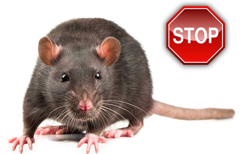 Stop aux Rats et Souris Société de Dératisation Agréée à Rabat (Devis Gratuit)