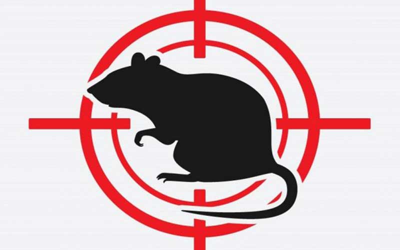 Tarifs Dératisation Rabat Obtenez un Devis Clair et Transparent