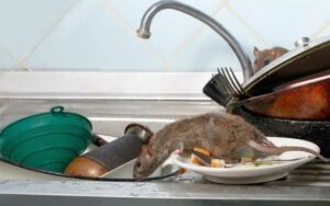 Dératisation Rabat : Nos Méthodes 100% Efficaces Contre Rats et Souris