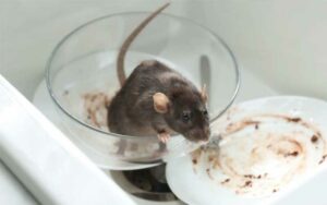 Prix dératisation Rabat