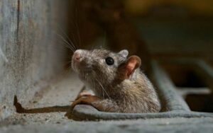 Rats d’Égout à Rabat : Comment les Éliminer Définitivement ? (Expert Dératisation)