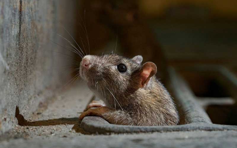 Rats d'Égout à Rabat Comment les Éliminer Définitivement (Expert Dératisation)