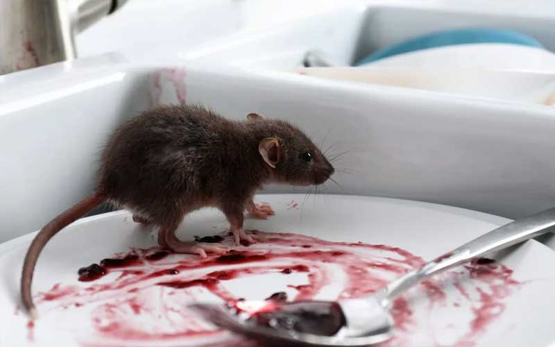 Signes d'Infestation de Souris Quand Faut-il Appeler un Dératiseur à Rabat