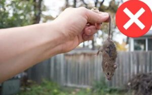 Signes d’Infestation de Souris : Quand Faut-il Appeler un Dératiseur à Rabat ?