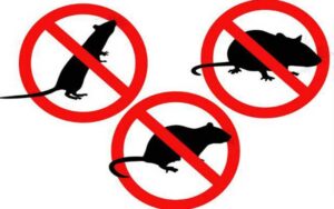 Urgence Rats : L’Intervention 24/7 de Votre Société de Dératisation à Rabat