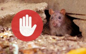Combien Coûte la Dératisation à Rabat ?