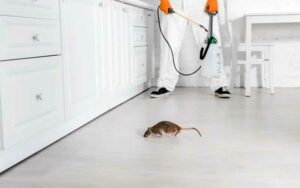 Comment Choisir la Meilleure Société de Dératisation à Rabat?