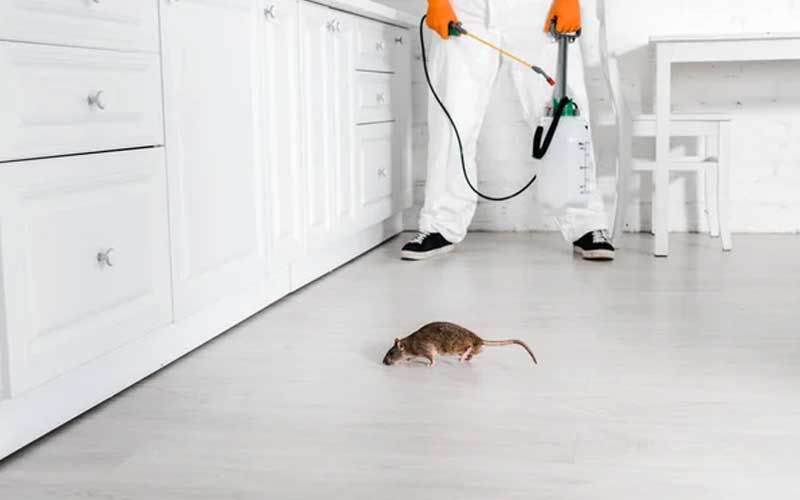 Comment Choisir la Meilleure Société de Dératisation à Rabat?