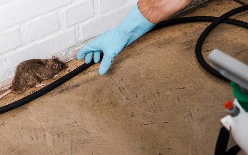 Prévention Anti-Rats à Rabat