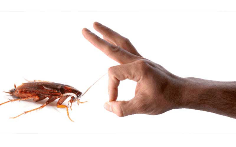 مكافحة الصراصير في الرباط