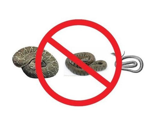 Déreptilisation à Rabat