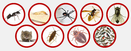 Désinsectisation à Rabat Maroc