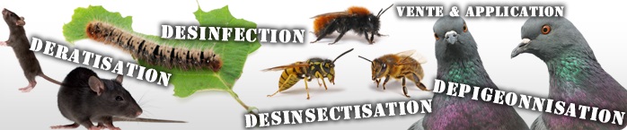 Société de dératisation et désinsectisation à Rabat Maroc