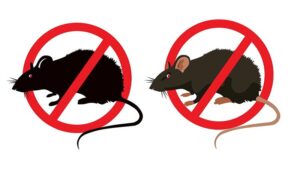 أفضل الطرق للتخلص من الفئران في المنازل بالرباط نهائياً