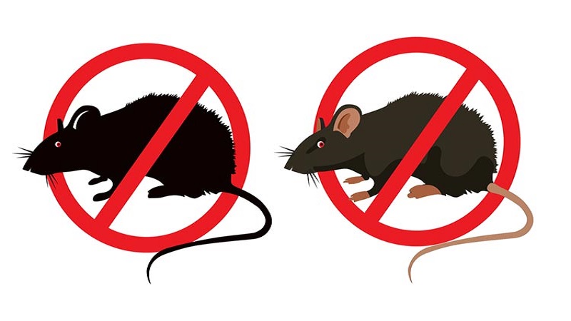 أفضل الطرق للتخلص من الفئران في المنازل بالرباط نهائياً