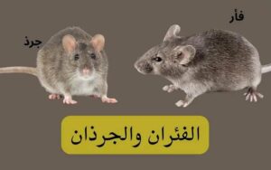 كيف تفرق بين الجرذان والفئران؟