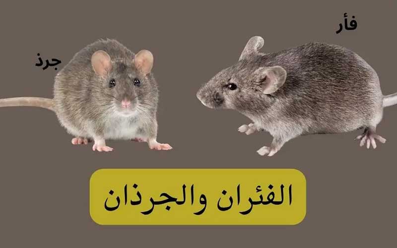 كيف تفرق بين الجرذان والفئران؟
