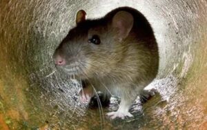 لماذا تعود الفئران إلى منزلك بعد مكافحتها؟