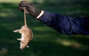 مكافحة القوارض في المستودعات والشركات الكبرى بالرباط