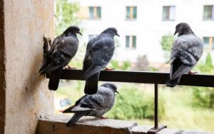 أفضل الطرق لمنع الحمام من الاستيطان في شرفات المنازل (البلكونات)