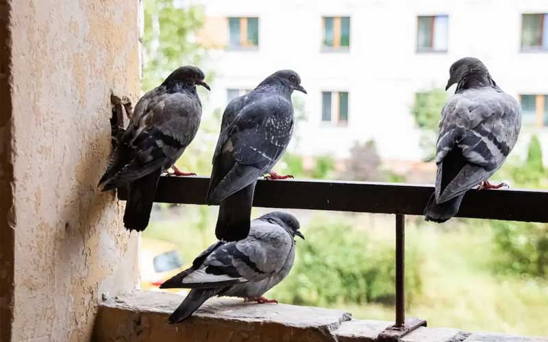 أفضل الطرق لمنع الحمام من الاستيطان في شرفات المنازل (البلكونات)