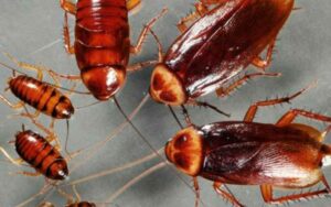 القضاء على الصراصير (سراق الزيت)